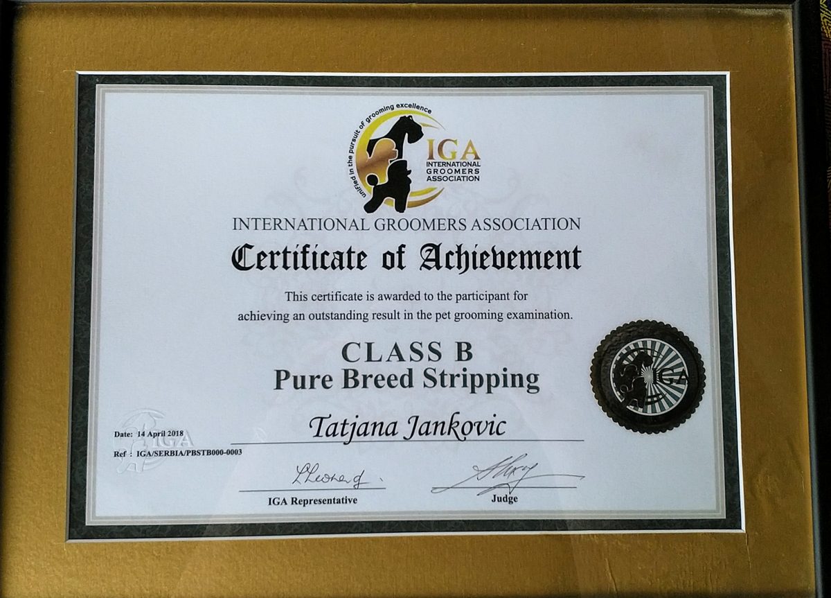 Sertifikat International Groomers Association: Class B, Pure Breed Stripping, Tatjana Janković