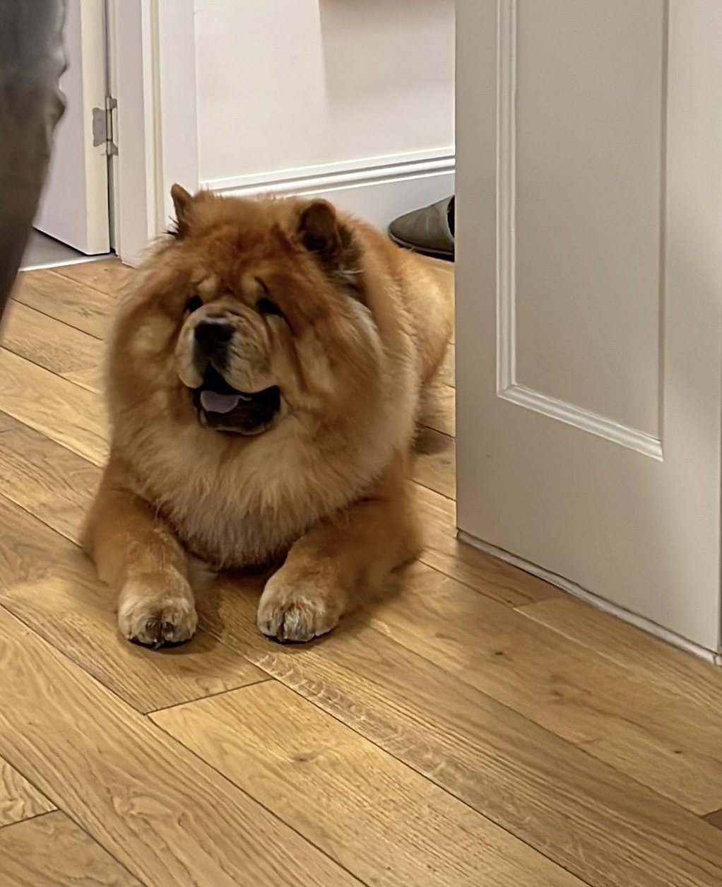 Čau čau posle nege u salonu Grooming Star